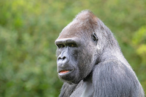 istock Silverback gorilla portrait in natural habitat 1178385857