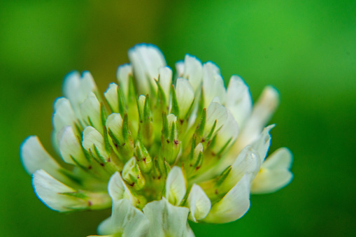 Macro photo nature white flower clover. Background of blooming clover flowers on a green field. Wild flowering clover grows in the ground.