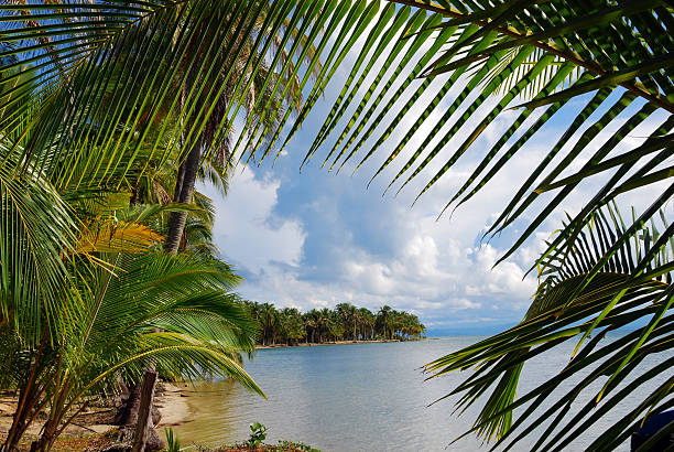 istock Palm trees and coastline in Bocas del Toro, Panama 117838632
