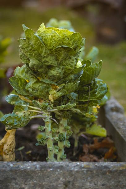 Brussels sprouts grow in a bed