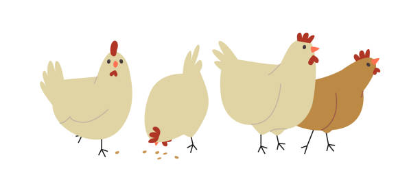 Cute farm chicken hen bird group isolated Farm hen group on isolated white background. Cute female chicken birds eating, free range animals concept or healthy livestock. feeding chickens stock illustrations