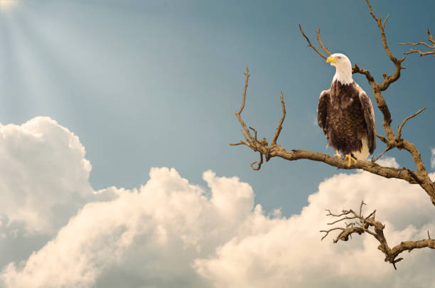 The mighty eagle closeup on tree branch during sunset and sun rays