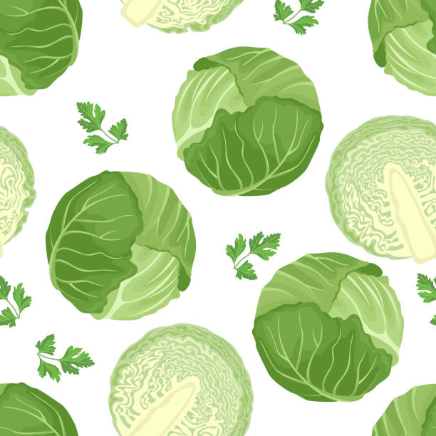 ilustraciones, imágenes clip art, dibujos animados e iconos de stock de patrón sin costuras de repollo sobre fondo blanco. repollo verde entero y medio. ilustración vectorial de verduras frescas en estilo plano simple de dibujos animados. - col