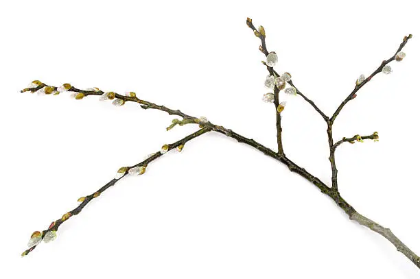 Photo of Pussy Willow On White Background