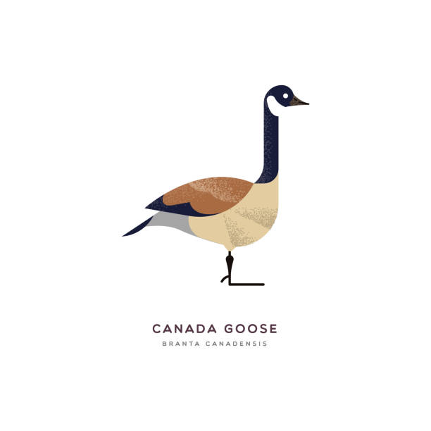 Canada goose duck bird isolated animal cartoon Canada goose animal illustration on isolated white background. Educational wildlife design with fauna species name label. canada goose stock illustrations