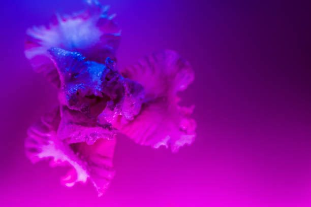 istock Vivid neon colored iris flower bud 1178389405