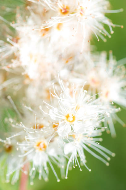 istock Abstract spring seasonal background with white flowers, natural easter floral image with copy space 1178389463