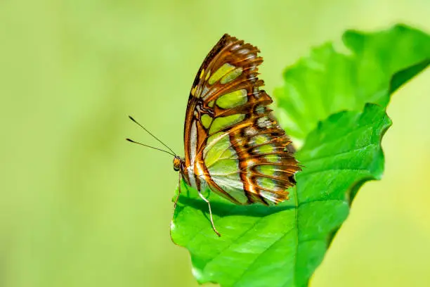 Closeup beautiful Malachite butterfly (siproeta stelenes) in a summer garden