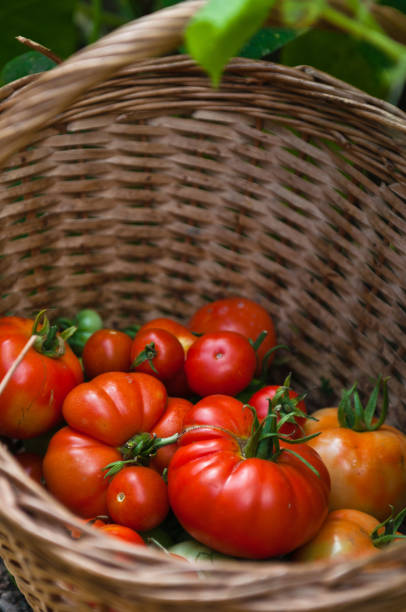 istock Red tomatoes in a wicker basket 1178390408
