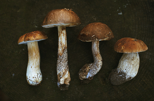 freshly picked edible wild mushrooms on dark background, shallow depth of field