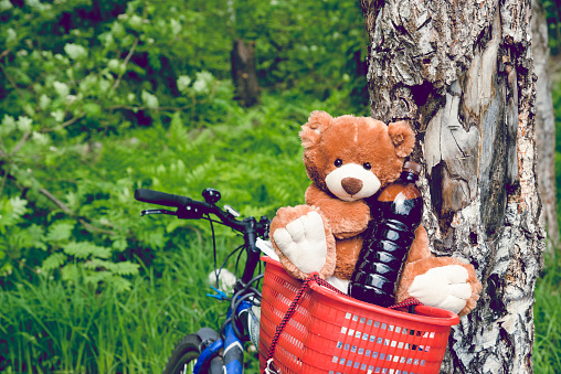 Cute brown Bear animal doll on nature background. Lovely Brown Teddy Bear In Basket On Bike In summer forest on picnic Toning