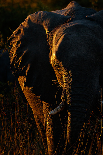 Female African elephant follows calf along riverbank