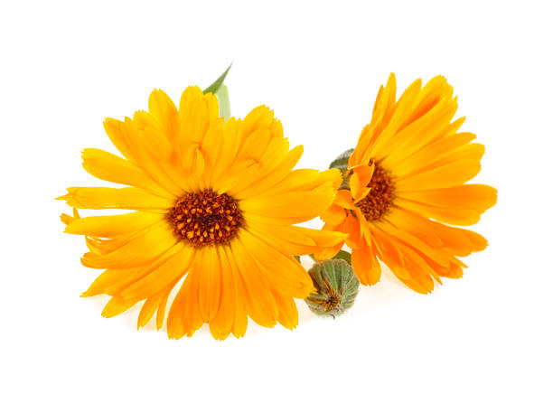 istock Calendula. Flowers with leaves isolated on white background. Selective focus. 1178391414