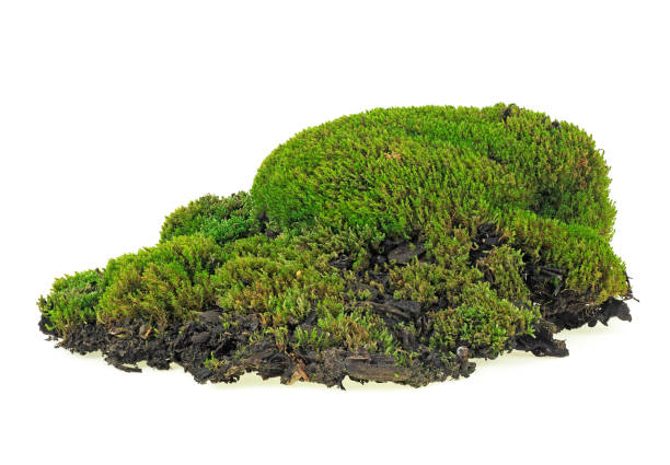 istock Green moss on soil, white background. Isolated image. 1178391487