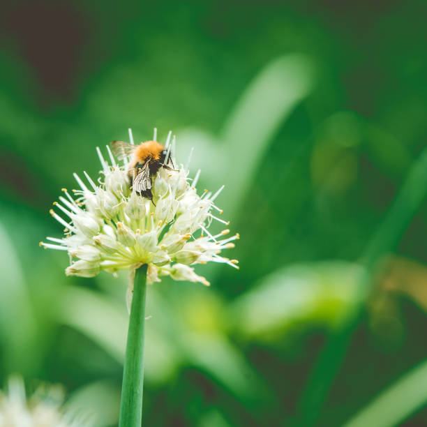 istock Bumblebee on Spring Onion. Red-tailed black bumblebee collecting pollen from spring onion flower 1178391514