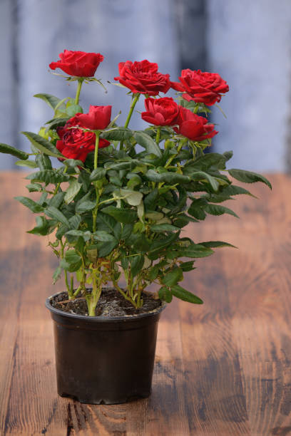 istock roses in a pot on a wooden table top 1178392107