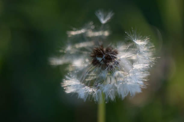 istock White fluffy dandelions, natural green blurred spring background, selective focus. 1178392380