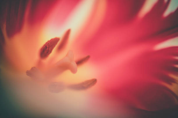 Abstract floral background macro delicate flowers red and white or yellow tulip defocused. Blurred beautiful petal.