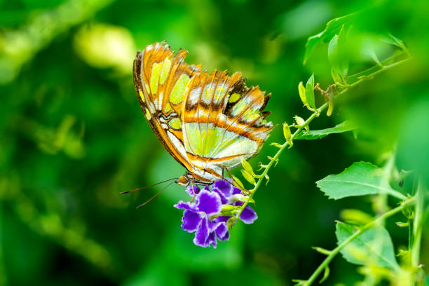istock Closeup beautiful Malachite butterfly (siproeta stelenes) in a summer garden 1178393009