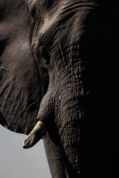 istock Elephant. Okavango Delta, Botswana, Africa 1178394397