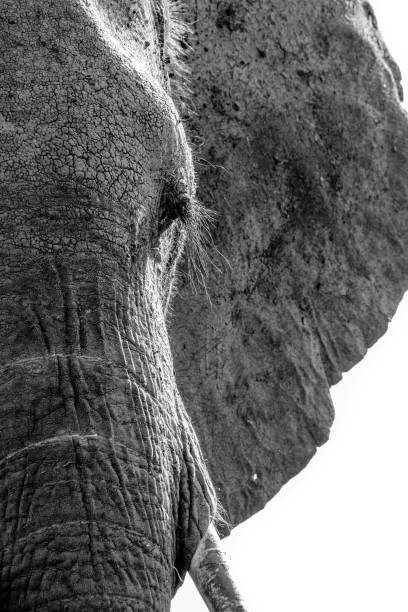 istock Elephant. Chobe River, Botswana, Africa 1178394900