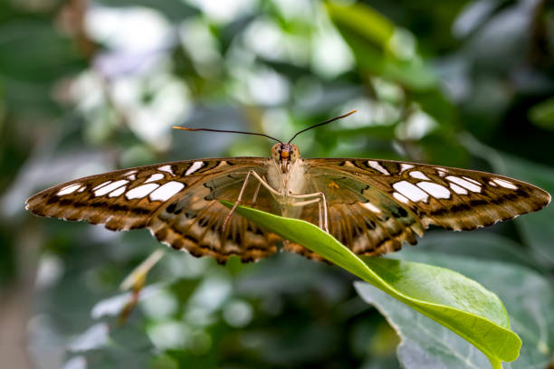 istock Closeup beautiful Malachite butterfly (siproeta stelenes) in a summer garden 1178396701