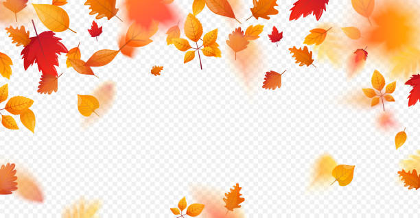 Orange fall colorful leaves flying falling effect. Autumn leaves background. Vector template for seasonal design. autumn stock illustrations