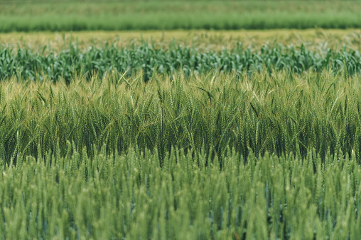Variety of cereal crops growing in field, selective focus