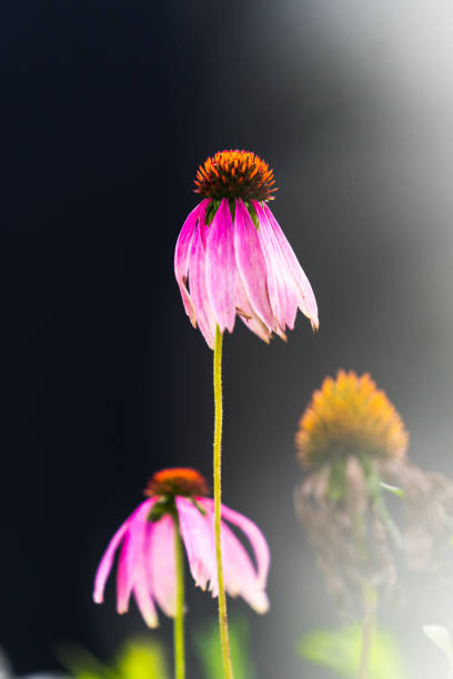 istock Echinacea in early fall. Flowering ends 1178398031