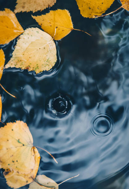 istock Big drop falling on puddle leaving a radial circles on surface with fallen yellow leaves on water. 1178404169