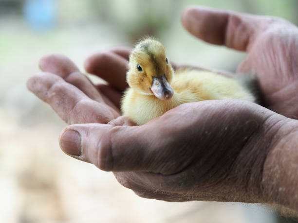 istock Farmer's hands holding a small newborn duckling 1178404522
