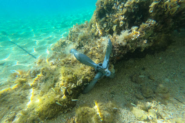 istock Anchor hooked up on the beautiful underwater rock 1178404528