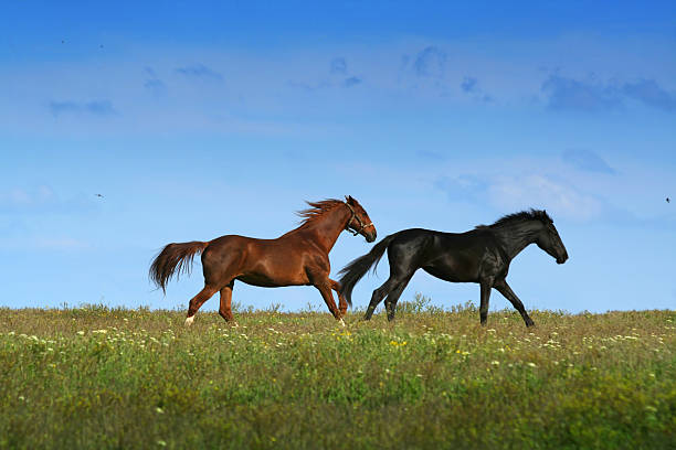 istock two horses on the meadow 117840561