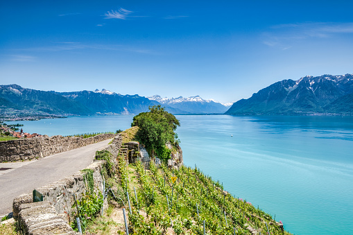 Lavaux vineyards near Montreux Switzerland and view at Lake Geneva and Swiss Alps