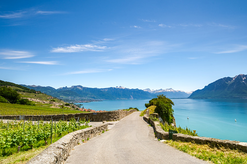 Lavaux vineyards near Montreux Switzerland and view at Lake Geneva and Swiss Alps