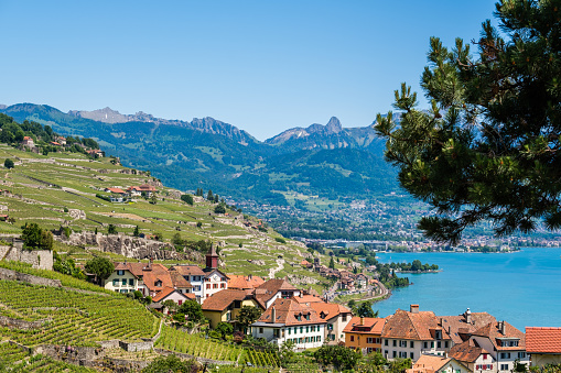 View on a little winery village called Rivaz in the famous Lavaux winery area., Switzerland