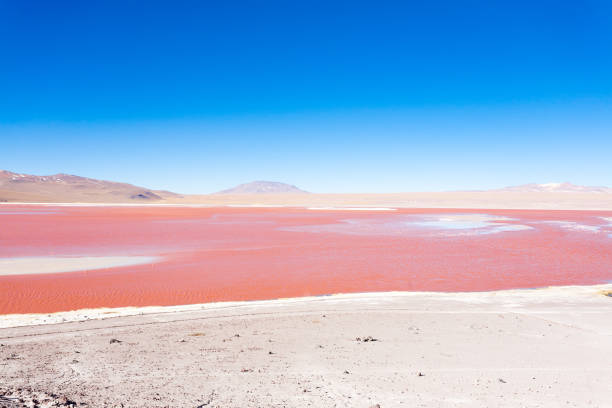 istock Laguna Colorada view, Bolivia 1178406323