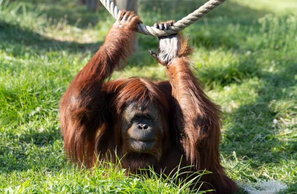 istock orangutan in a zoo 1178406734