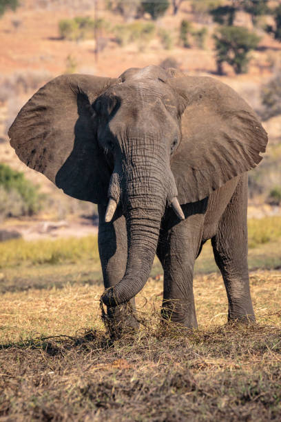 istock Elephant. Chobe River, Botswana, Africa 1178406795