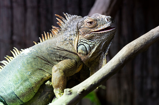 view of resting iguana
