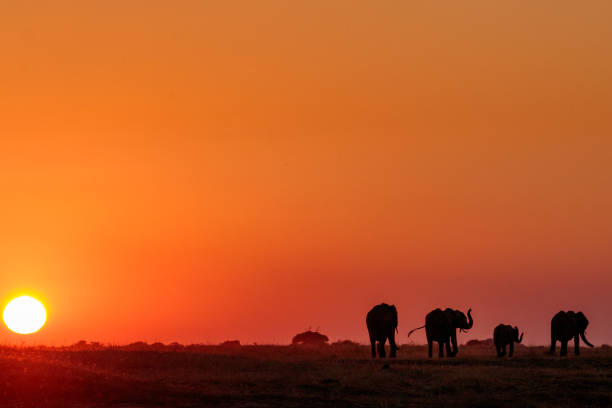 istock Elephants at sunset on the Chobe River, Botswana, Africa 1178408257