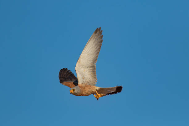 ptak drapieżny. latający ptak. błękitne niebo tła. sokół: mała pustułka. falco naumanni. - kestrel hawk beak falcon zdjęcia i obrazy z banku zdjęć