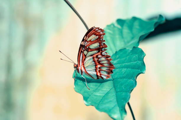 istock Closeup beautiful Malachite butterfly (siproeta stelenes) in a summer garden 1178408529