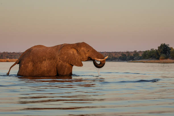 istock Elephant crossing the Chobe River, Botswana, Africa 1178408539