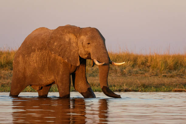 istock Elephant crossing the Chobe River, Botswana, Africa 1178408778