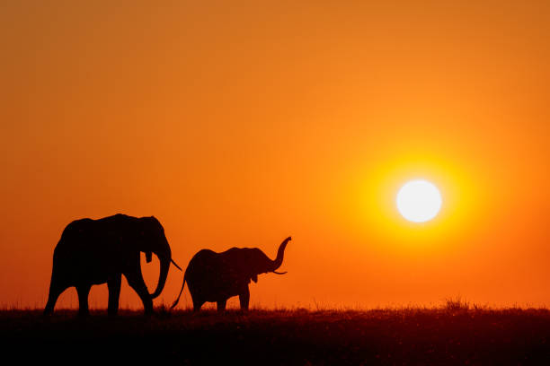 Elephants at sunset on the Chobe River, Botswana, Africa stock photo