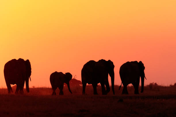istock Elephants at sunset on the Chobe River, Botswana, Africa 1178409542