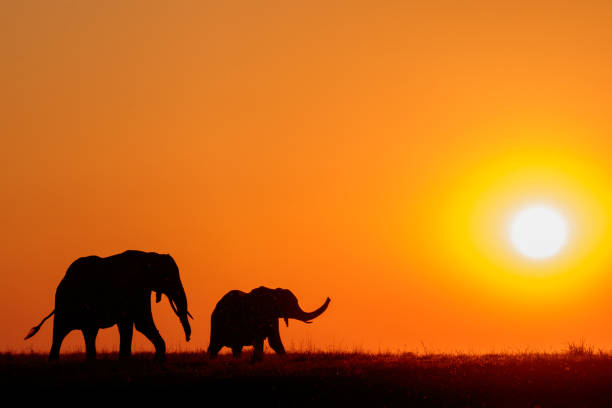 istock Elephants at sunset on the Chobe River, Botswana, Africa 1178409609