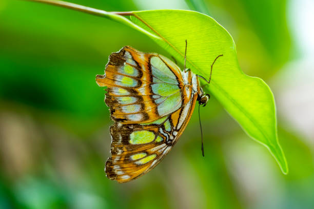 istock Closeup beautiful Malachite butterfly (siproeta stelenes) in a summer garden 1178409971
