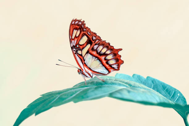 istock Closeup beautiful Malachite butterfly (siproeta stelenes) in a summer garden 1178410067